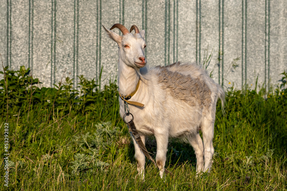 Obraz premium Goat stand on green summer meadow. Side view.