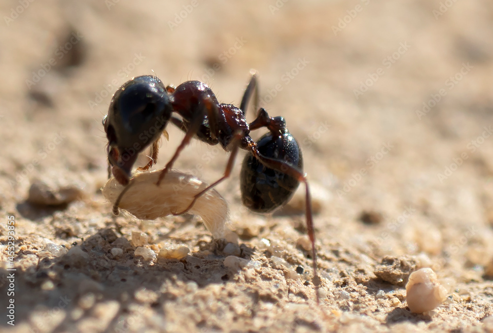small black ant carrying food. macro photo.