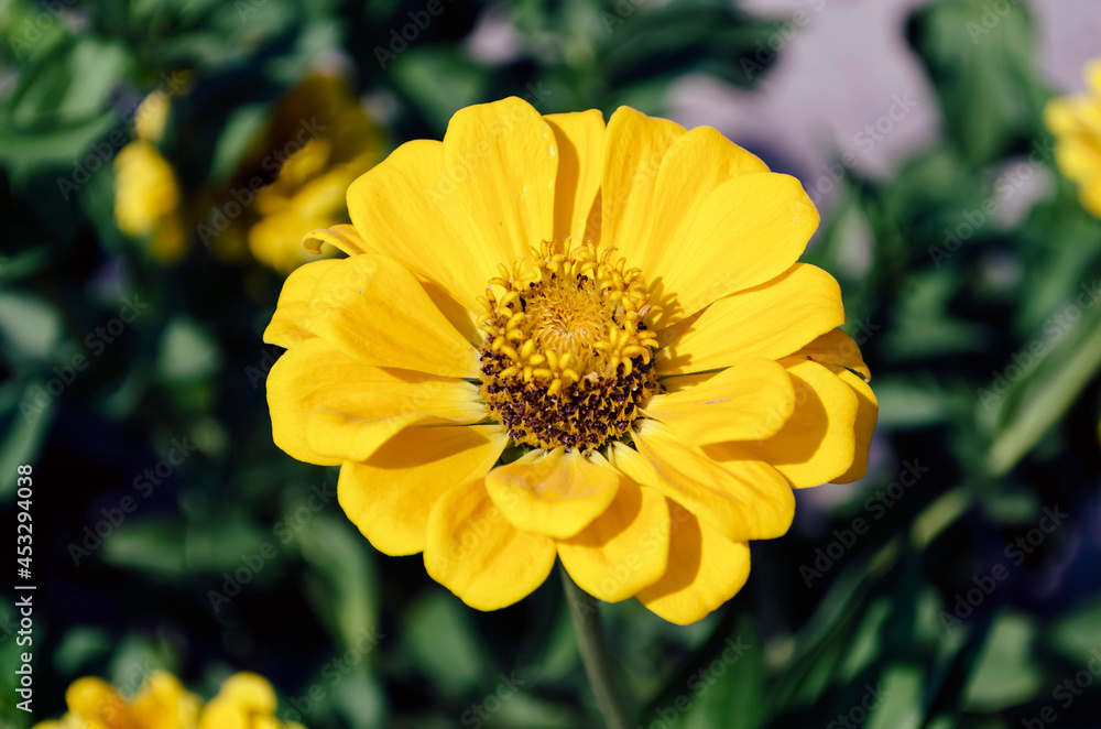 yellow zinnia flower with blurred background yellow zinnia flower with blurred background