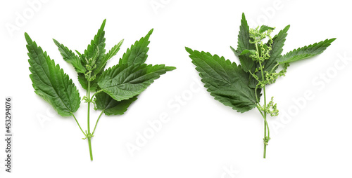 Fresh stinging nettle plants on white background, top view. Collage photo