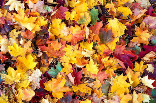 Colorful maple leaves nature background. Indian summer concept. Flat lay style. Copy space.