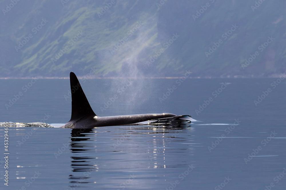 Fototapeta premium 【北海道】知床の海に回遊する野生のシャチ（北海道羅臼沖）