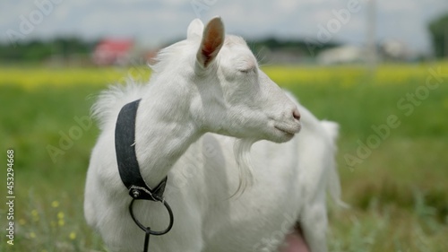 Milk white goat chews green grass in the field, full udder with milk, food for little kids, livestock raising on the farm, farming, walking pets on the ranch, healthy goat concept