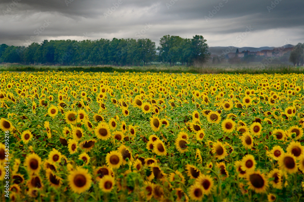 sunflower field with forest and village in the background