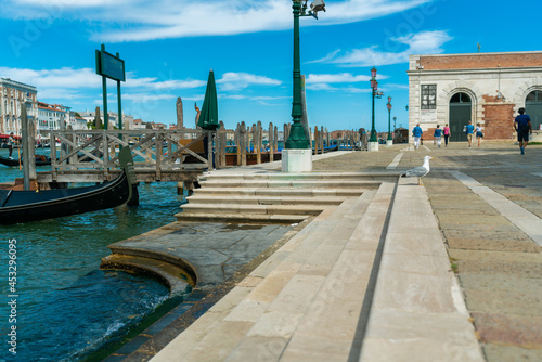 Fototapeta Naklejka Na Ścianę i Meble -  a seagull near the water in venice
