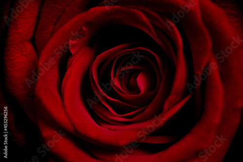 Bright red rose close up macro