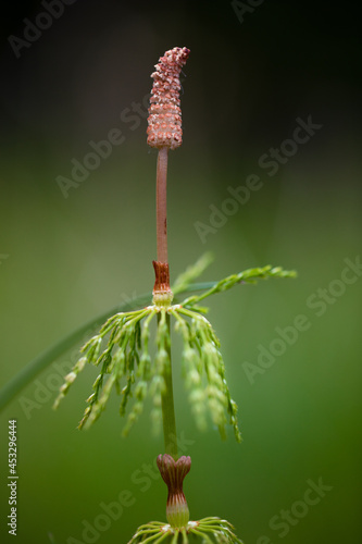 Close up of a field horsetail plant