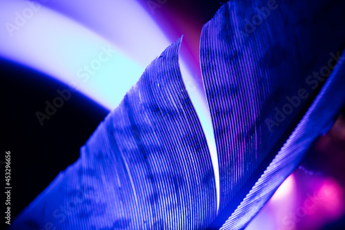 Feather painted by light