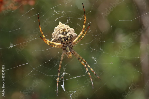 Spider web with Argiope lobata (Lobed Argiope)