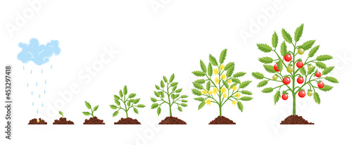 Stage growth plant. Growth stages from seed to flowering and fruiting plant with ripe red tomatoes. Staged growth of tomato plants.