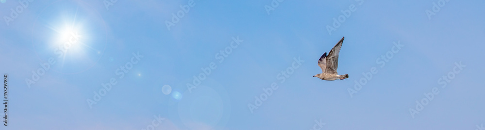 seagull flying in the blue sky	