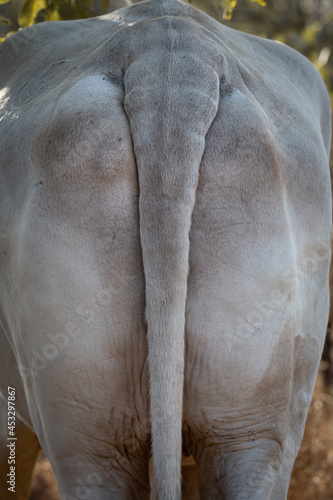 Butt and tail of a white bull on a remote cattle station in the Northern Territory, Australia