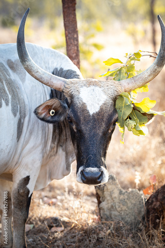 Black-White bull with large horns in the bush on a remote cattle station in Northern Territory in Australia at sunrise.