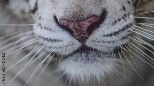 Close-up of a yawning white tiger with a pink nose. Wild animals in natural conditions