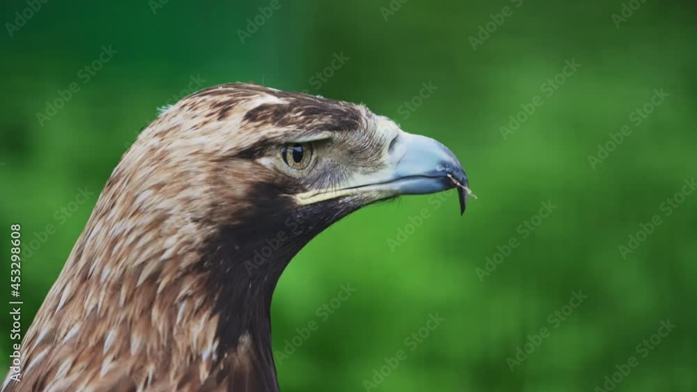 Closeup portrait of an eagle that turns its head against a background of green vegetation. Study of the habits of a bird of prey Closeup portrait of an eagle that turns its head against a background of green vegetation. Study of the habits of a bird of prey