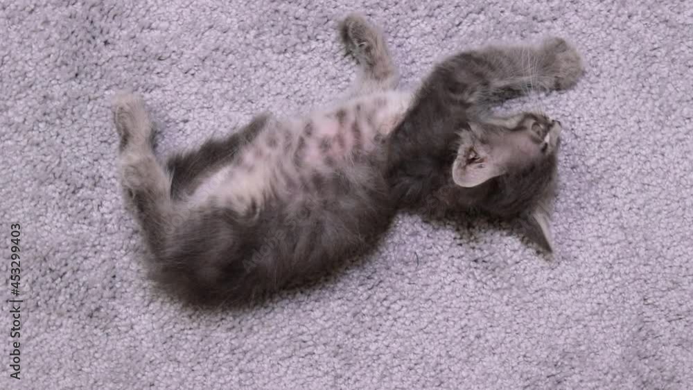 A happy gray kitten spins, stretches and rests on a gray background. A satisfied cat lies on its back with its tummy up A happy gray kitten spins, stretches and rests on a gray background. A satisfied cat lies on its back with its tummy up