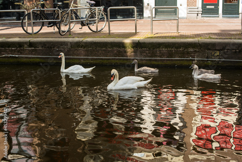 Fototapeta Naklejka Na Ścianę i Meble -  swans on the canal in Amsterdam