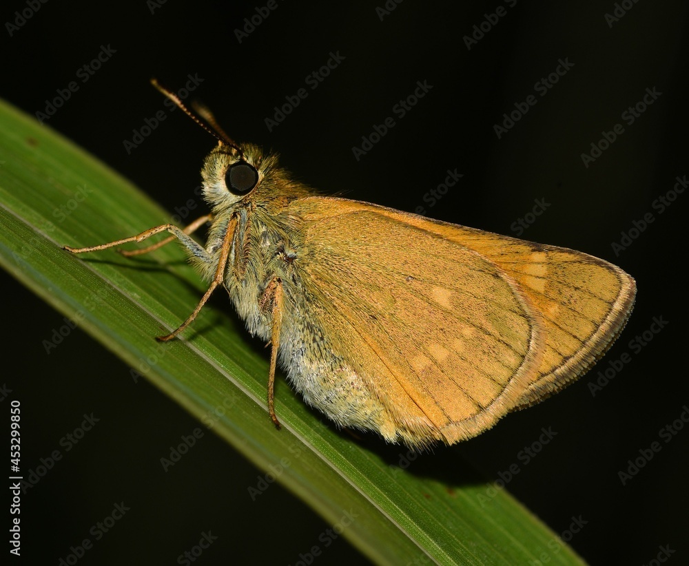 Obraz premium Thymelicus sylvestris butterfly side view.