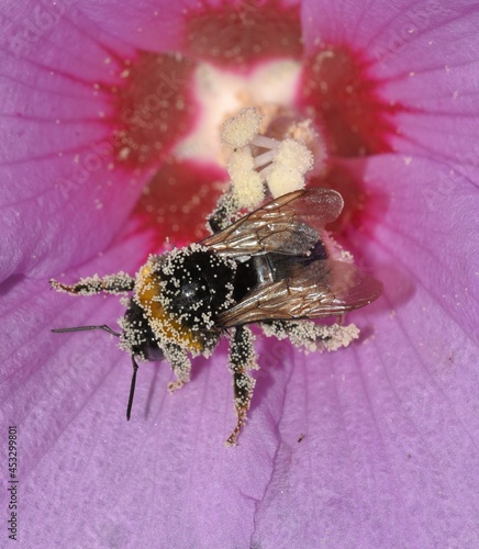 Bombus terrestris covered with pollen.
