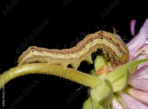 Helicoverpa armigera on the flower.