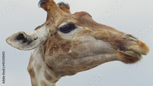 Portrait of a chewing giraffe against the background of the sky
