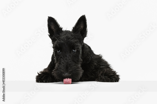 Portrait of funny black dog Scotch terrier isolated over white studio background. Concept of motion, action, active lifestyle, animal life, care, responsibility for pets