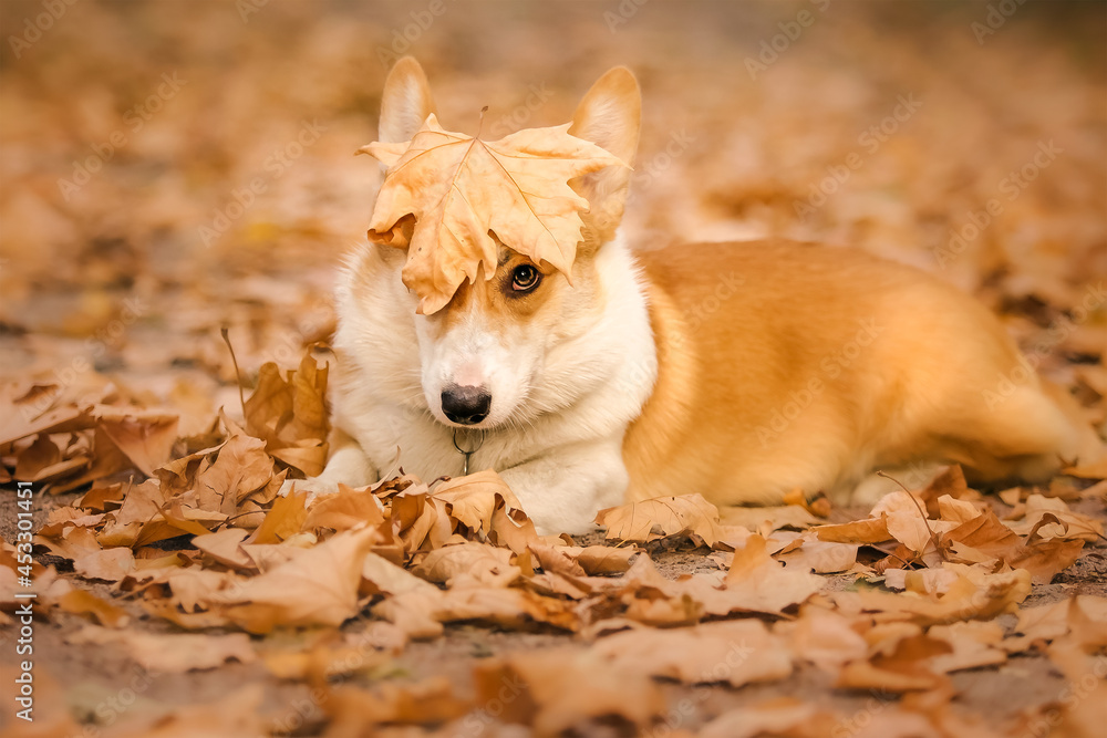 Dog in autumn leaves. Fall season. Pet on the walk. Corgi breed dog