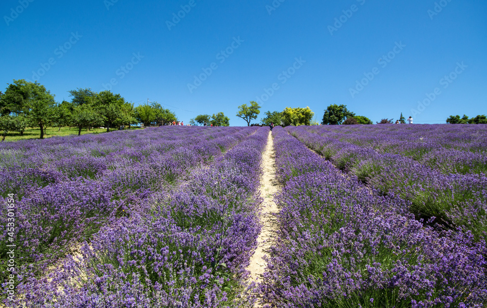 Fototapeta premium Levender fields in Sale San Giovanni, Cuneo province, Piedmont, Italy.