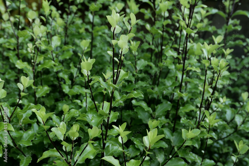 Full frame image of pittosporum shrub showing leaf detail and stems Full frame image of pittosporum shrub showing leaf detail and stems