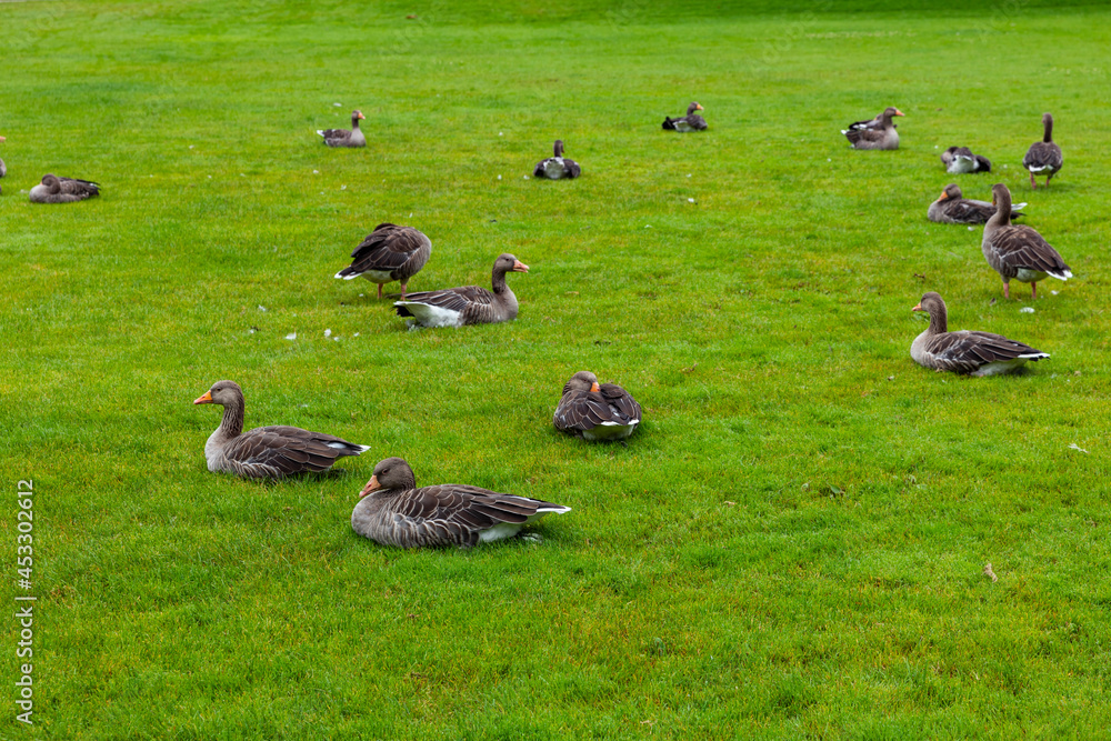A flock of wild ducks is lying on the green lawn relaxing A flock of wild ducks is lying on the green lawn relaxing