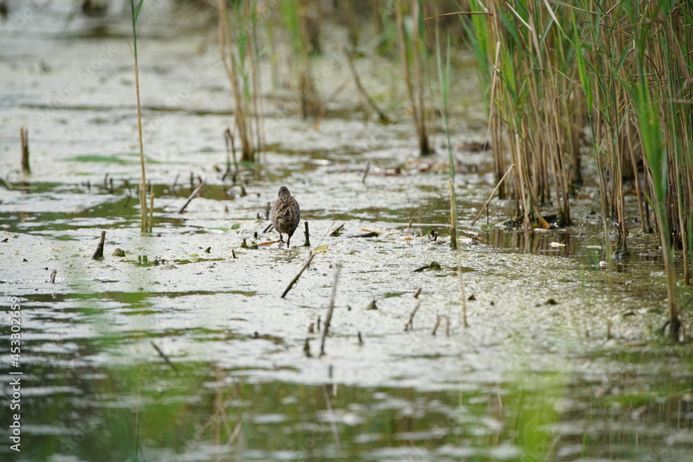 Schilfrohr oder Röhricht, Reet Gras in einem See, Naturschutz Gebiet im Sommer, Phragmites australis Schilfrohr oder Röhricht, Reet Gras in einem See, Naturschutz Gebiet im Sommer, Phragmites australis