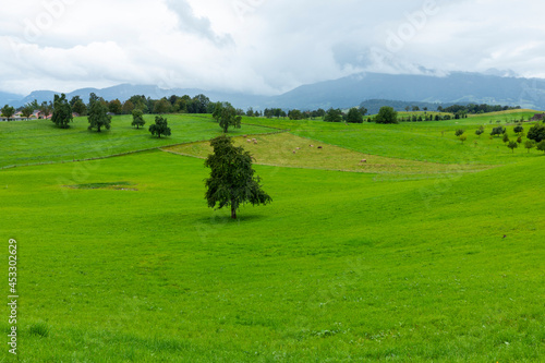 Overview of a green meadow with cows eating grass and a tree