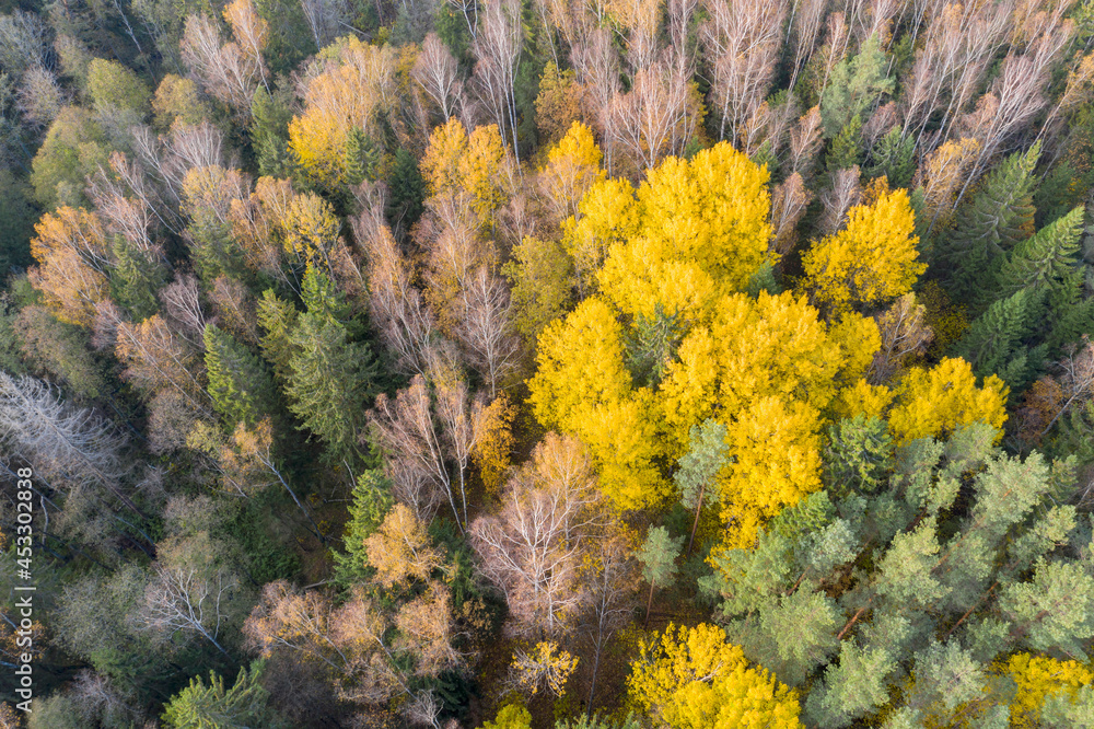 Aerial drone view over autumn forest. Aerial drone view over autumn forest.