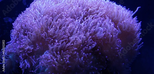 Foto purple anemone