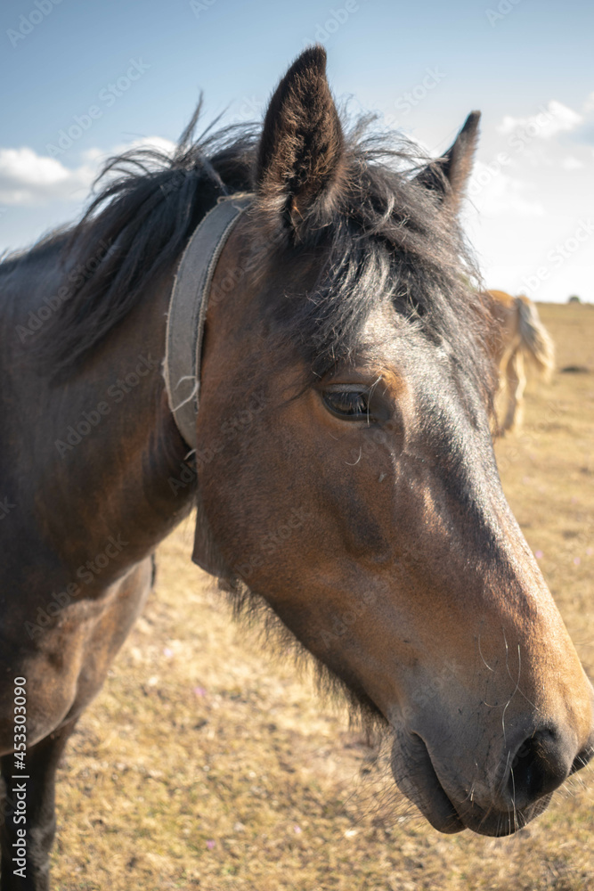 Horse grazing on the mountain Horse grazing on the mountain