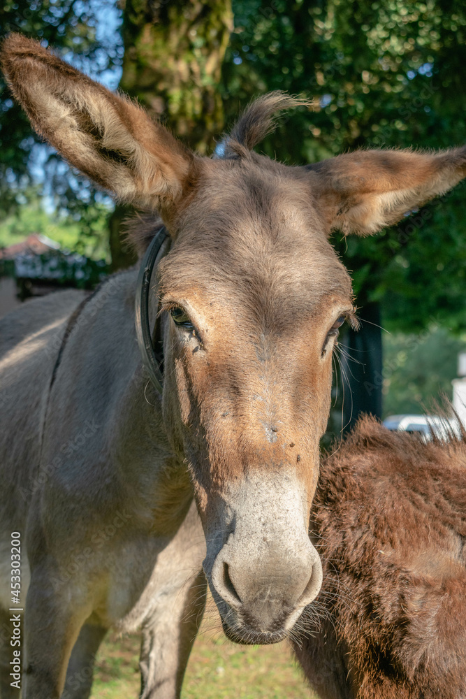Portrait of a donkey grazing on the mountain
Portrait of a donkey grazing on the mountain