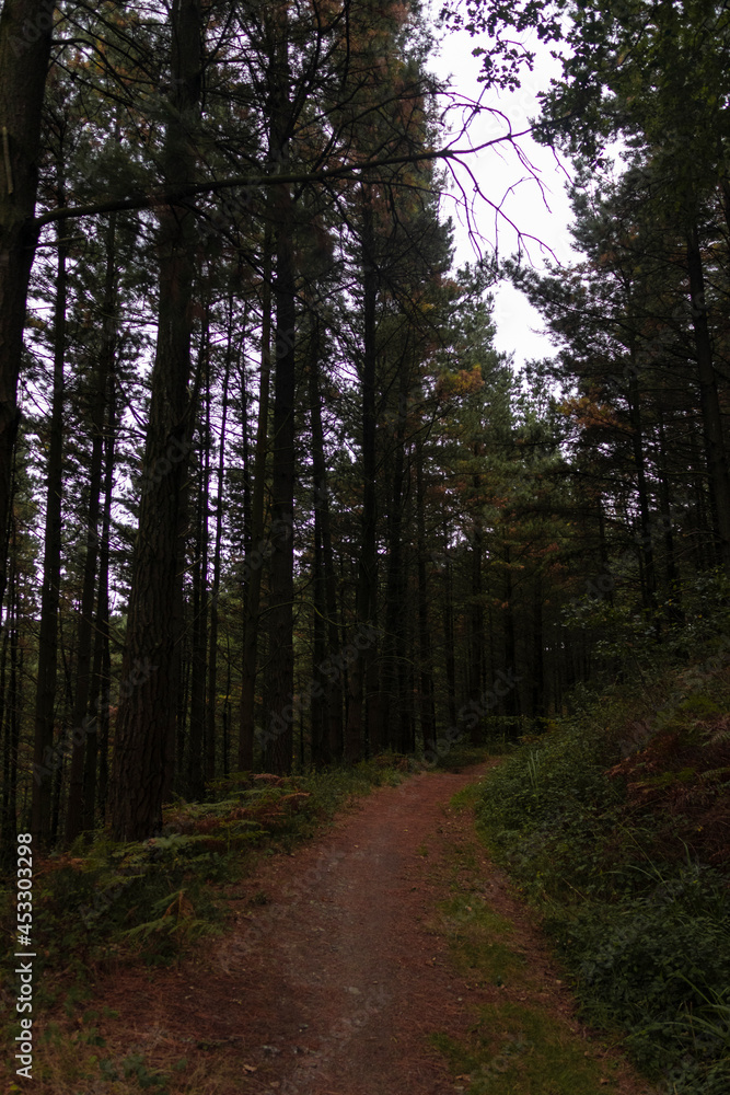 Obraz premium forest road through a forest in the province of vizcaya in northern spain