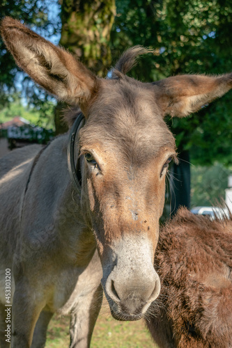  Portrait of a donkey grazing on the mountain © Jorge