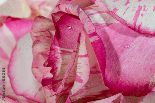 Wallpaper Mural red and white roseon a pink background in petals and water drops macro Torontodigital.ca