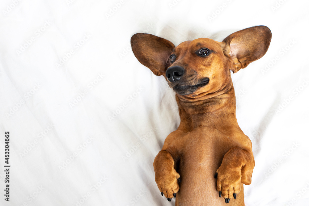 Funny dachshund dog lies on his back on a white background. Top view, place for text.