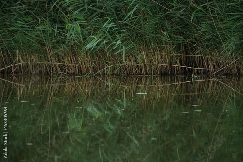 Schilfrohr oder R  hricht  Reet  Gras in einem See  Naturschutz Gebiet im Sommer  Phragmites australis
