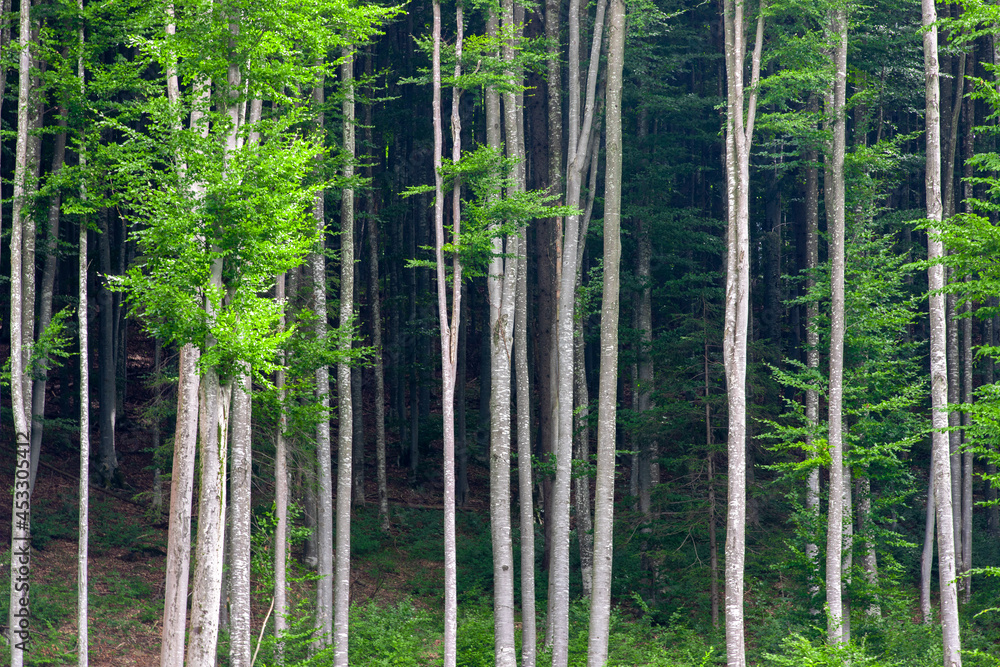 Landscape at the edge of a deciduous forest in summer Landscape at the edge of a deciduous forest in summer