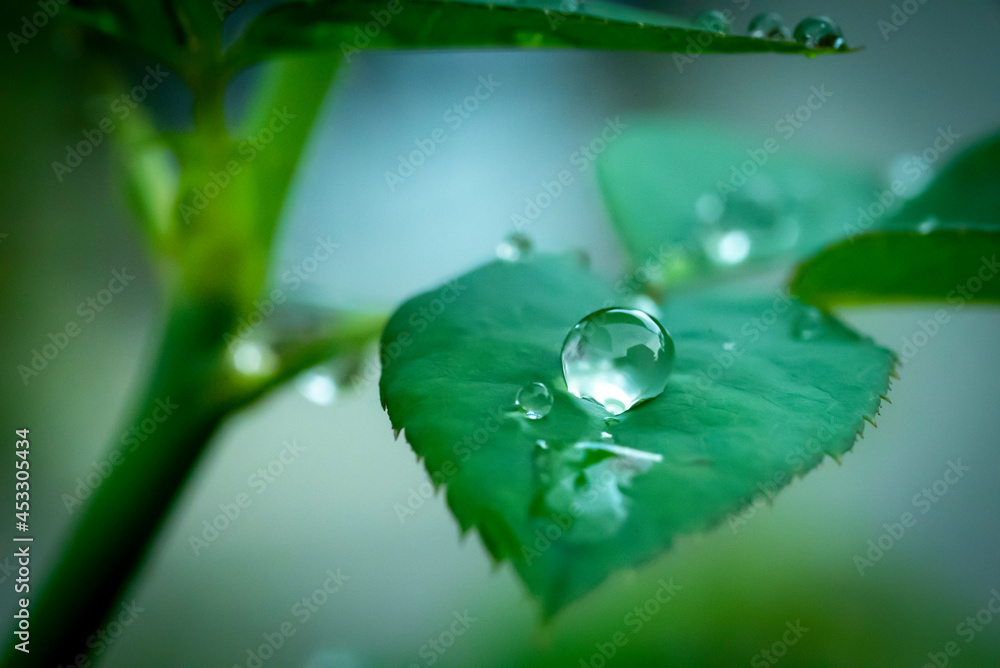 raindrop when raining. raindrop when raining.
