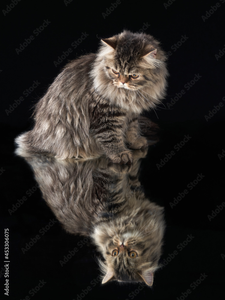 Scottish tabby cat on black background with reflection. Pet in the studio. 