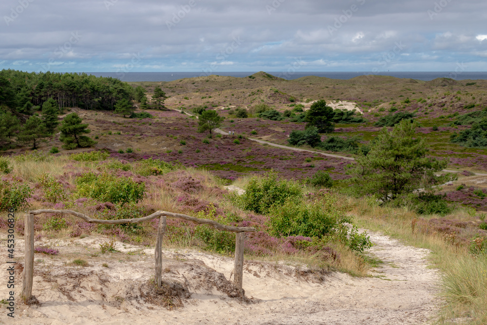 Overview of the Schoorl dunes with wild purple flowers of Calluna vulgaris (heath, ling or simply heather) in the flowering plant family Ericaceae, Dutch north sea coast, Noord Holland, Netherlands.
