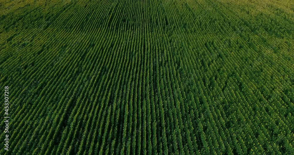 View from the copter, yellow sunflowers stand in rows in an endless field. Blooming sunflower field. Beautiful rural landscape, blue sky. 4k, ProRes View from the copter, yellow sunflowers stand in rows in an endless field. Blooming sunflower field. Beautiful rural landscape, blue sky. 4k, ProRes
