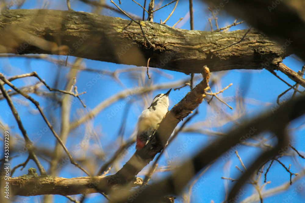 Ein Buntspecht hoch oben in der Baumkrone.

