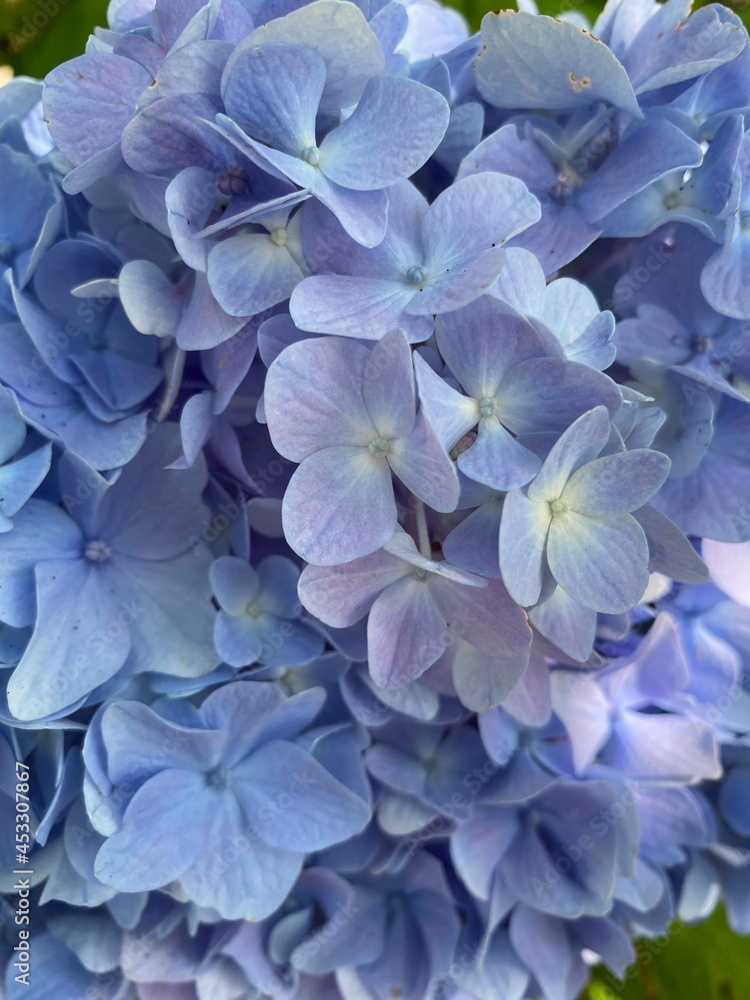 Hydrangea