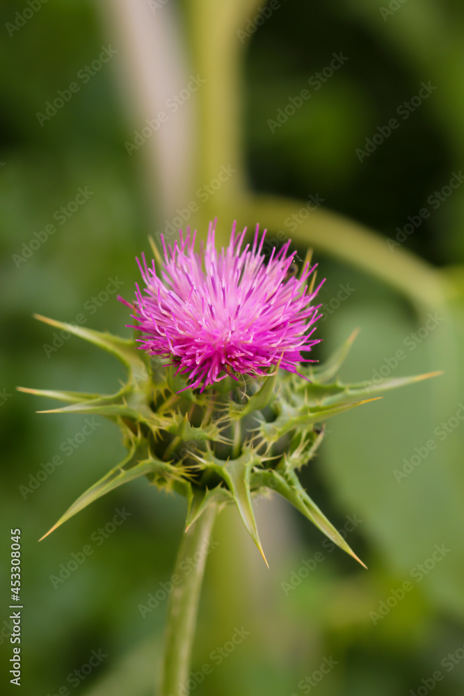 Nahaufnahme einer Blüte der Mariendistel. Nahaufnahme einer Blüte der Mariendistel.