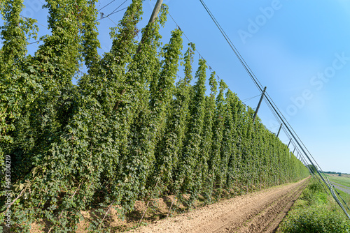 houblonnière en Alsace  photo